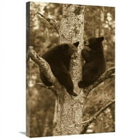 Глобална галерия в. Черна мечка две кубчета в дърво, Ор, Минесота Арт печат - Матиас Брейтър