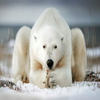 Полярна мечка, лежаща в сняг