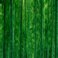 Бамбукови дървета в отпечатък на горски плакат