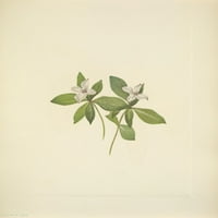 Американски диви цветя Bunchberry Flower Poster Print от Mary V. Walcott