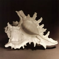 Spiny Shell I от Mark Baker Fine Art Poster Plant от Марк Бейкър
