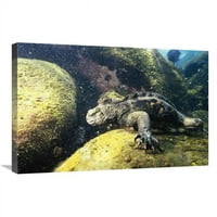 в. Морски игуана паси на морски водорасли във вълна, залив на Академия, Арт Пент на островите Галапагос - Туи де Рой