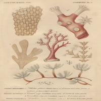 Различни видове корали и отпечатък от плакати от морски водорасли от ® Флорилегий Мери Еванс