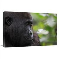 в. Сирак горила, Gabon Art Print - Кирил Руосо
